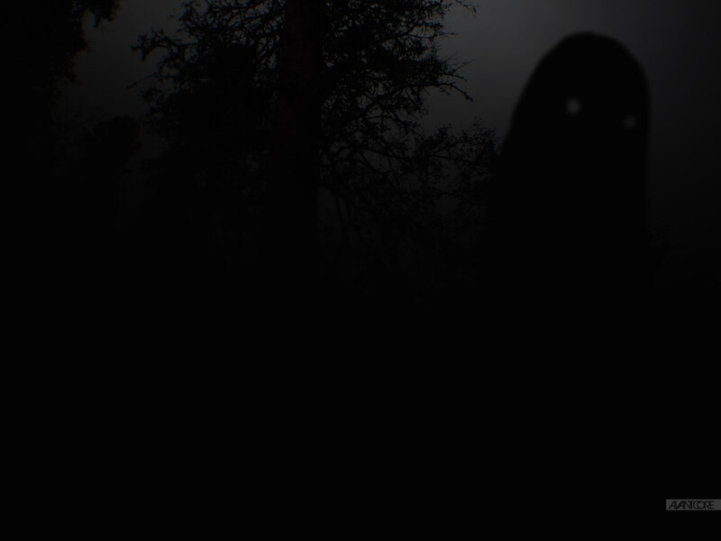 ghost in the dark forest
