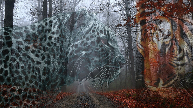 Ghostly Big Cats in Forest