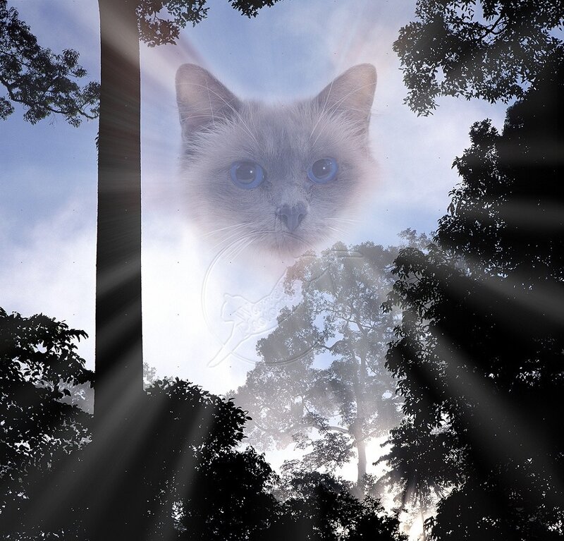 Ghostly Cat Face