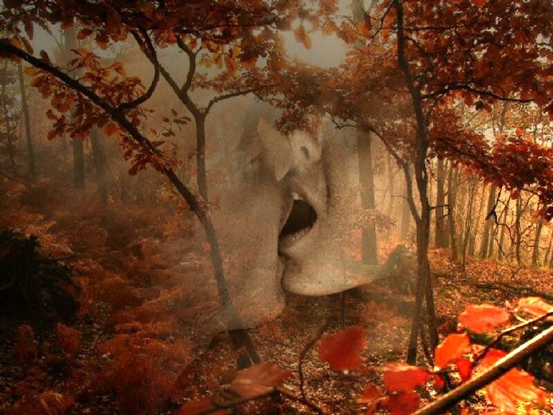 Ghostly Faces in Forest