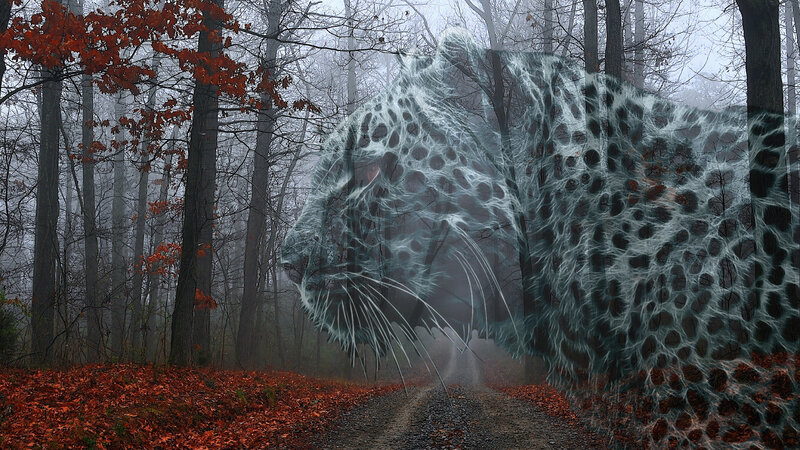 Ghostly Leopard in Forest