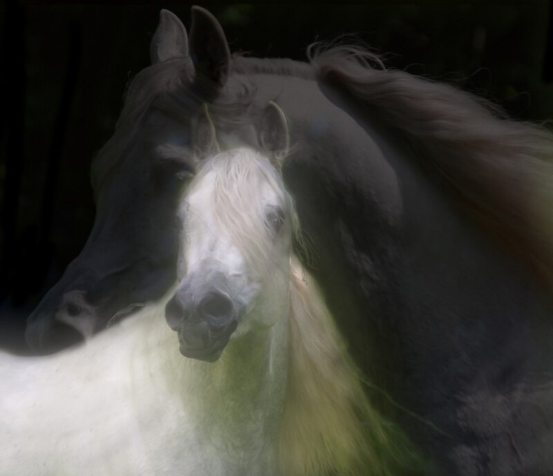 ghostly white horse portrait