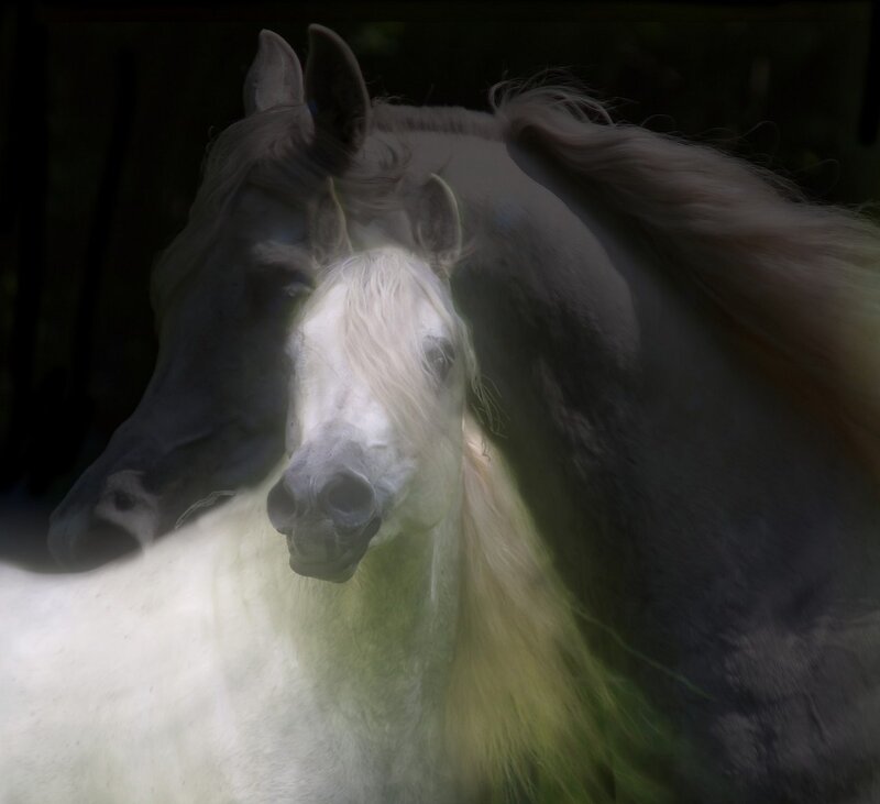 ghostly white horses