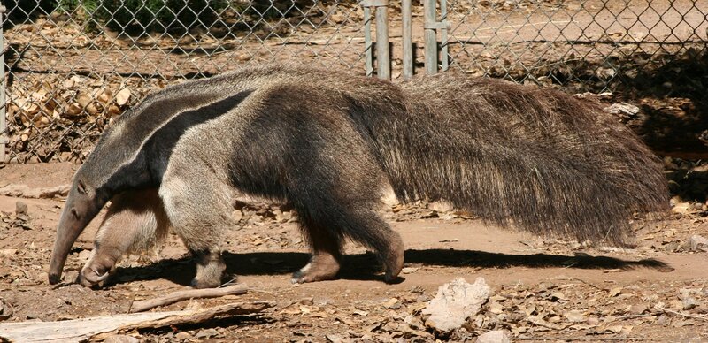 giant anteater in enclosure