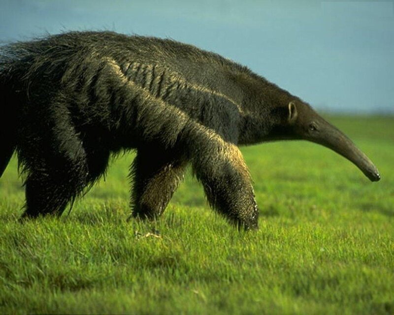 Giant Anteater in Grass — Green