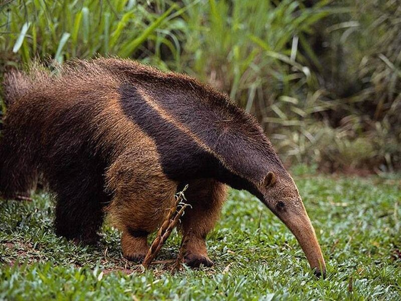 giant anteater in grass
