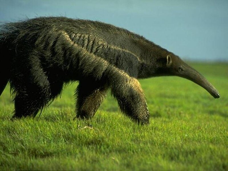 Giant Anteater Walking