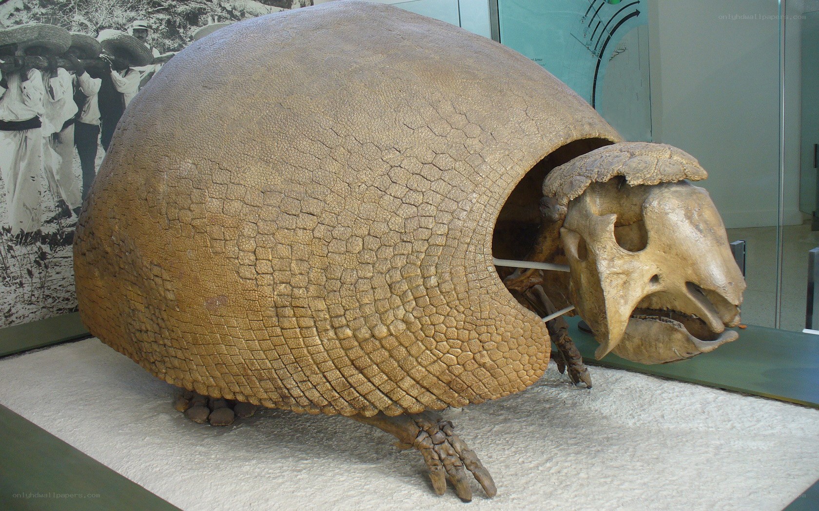 Giant armadillo fossil display