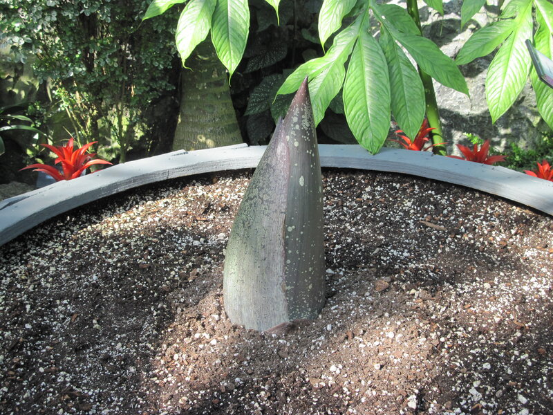 Giant Arum Spadix