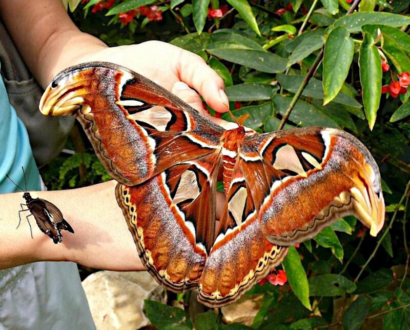Giant Atlas Moth — Brown, Natural