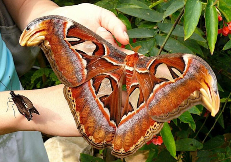 Giant Atlas Moth — Brown