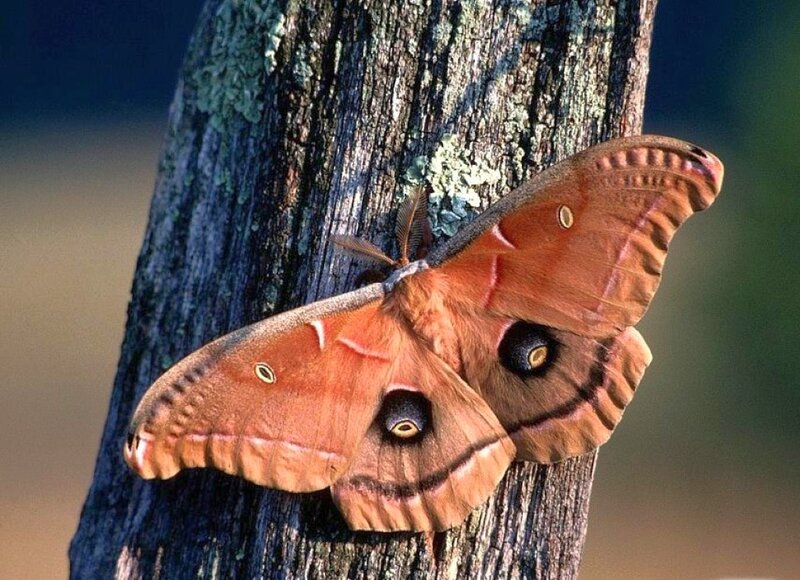 Giant Atlas Moth