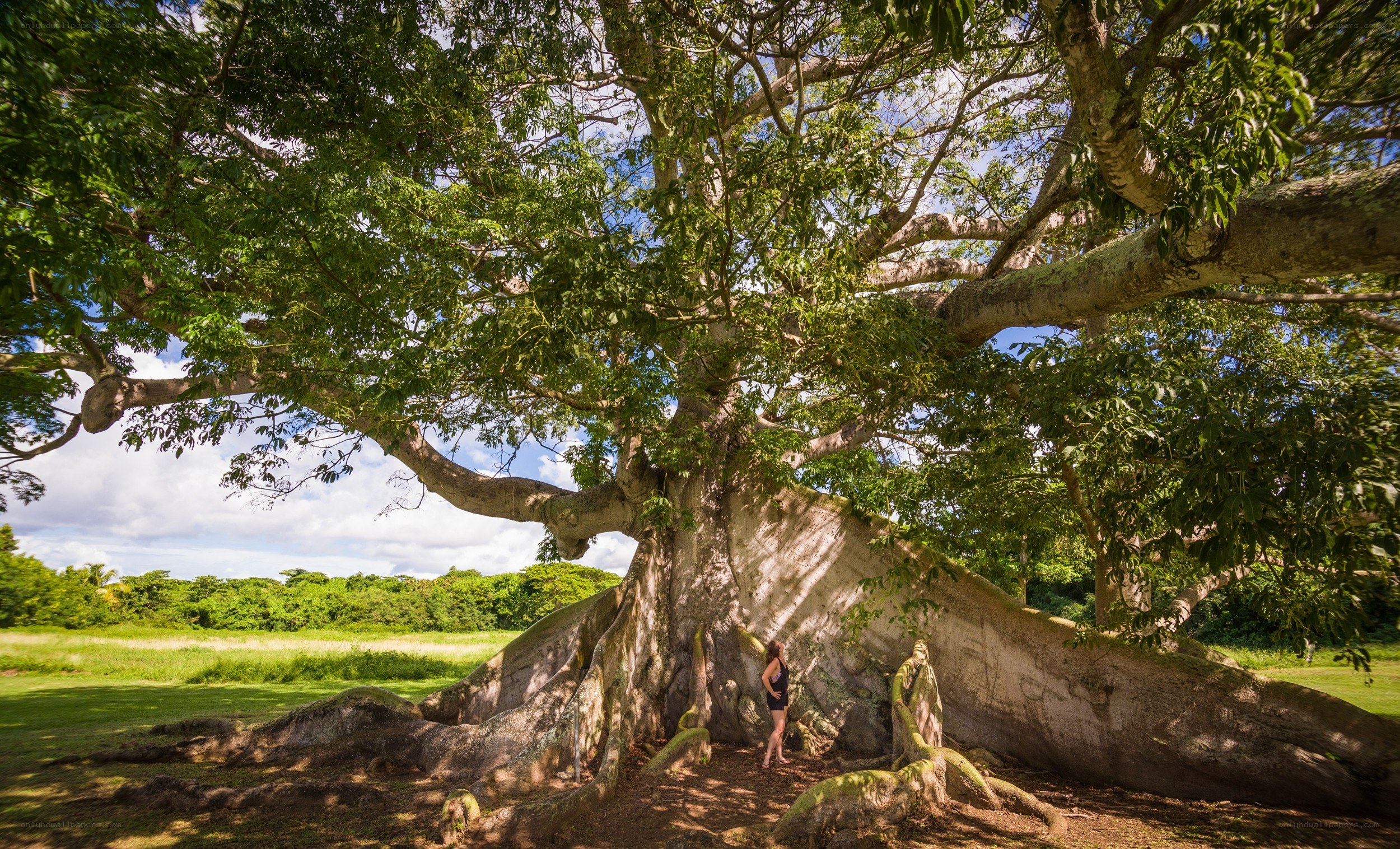 Giant banyan tree with person