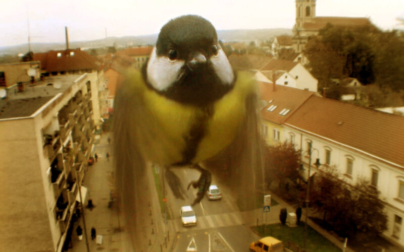 giant bird in city scene