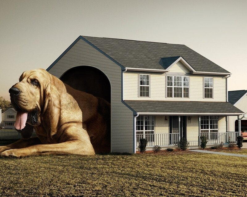 Giant Bloodhound Dog — Beige, Surreal, Afternoon, Photograph