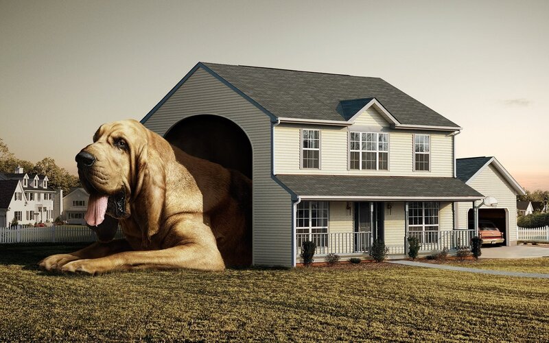 Giant Bloodhound Dog — Beige, Surreal, Sunset, Photograph