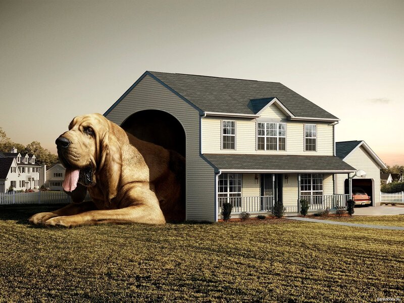 Giant Bloodhound Dog — Beige, Surreal