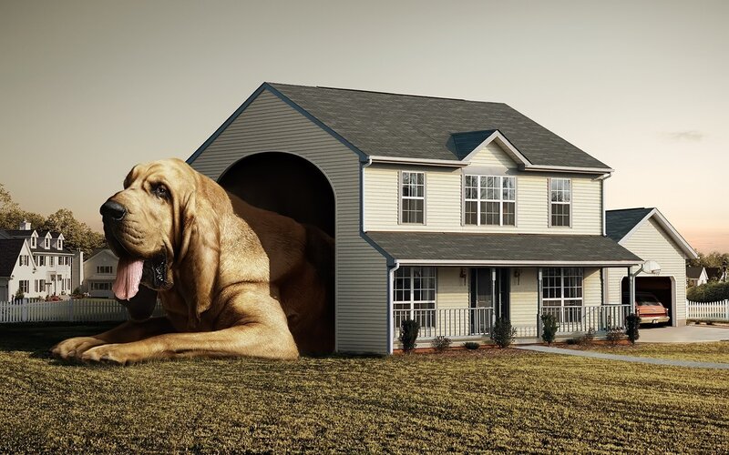 Giant Bloodhound Dog — Brown