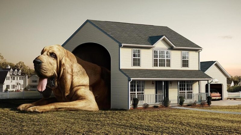 Giant Bloodhound Dog