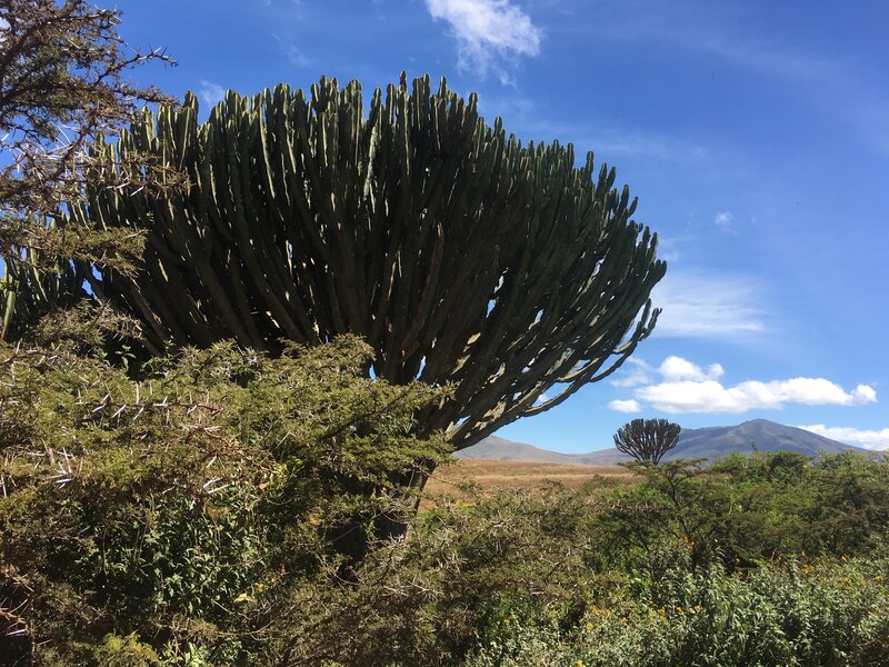Giant Cactus Tree