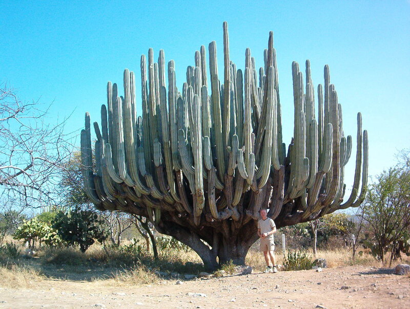 giant cactus with man
