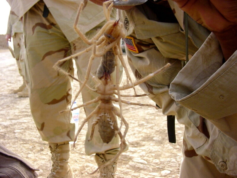 Giant Camel Spider