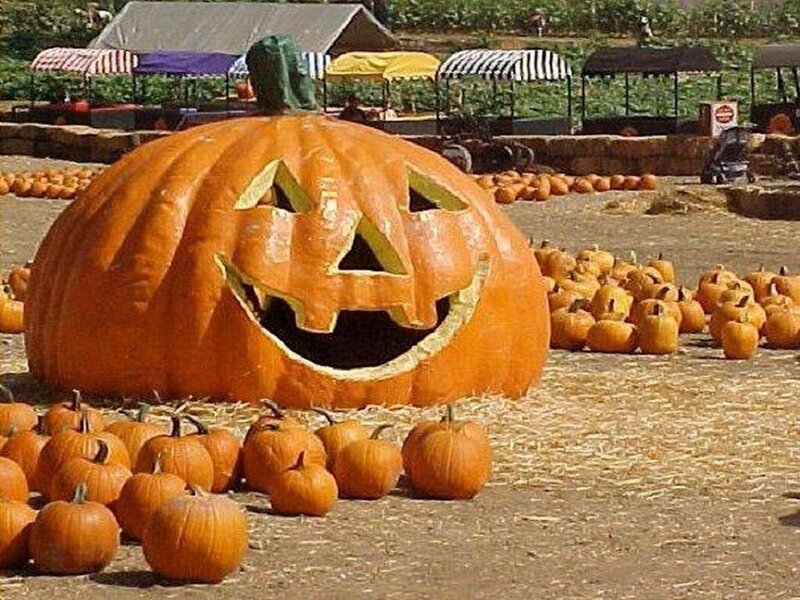 Giant Carved Pumpkin