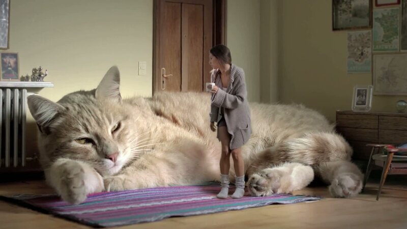 Giant Cat and Woman