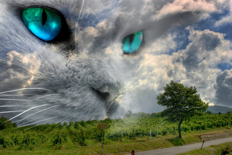 Giant Cat Face