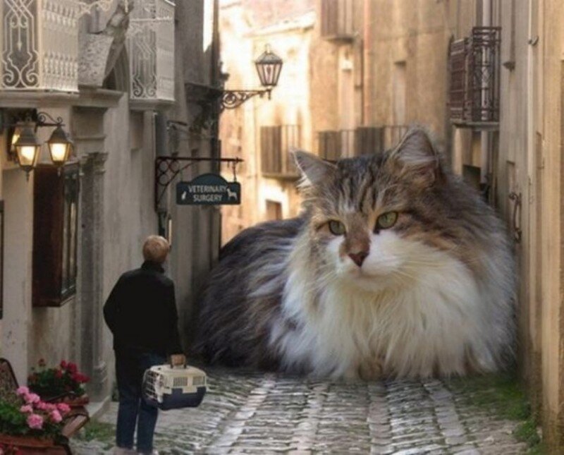 giant cat in alleyway