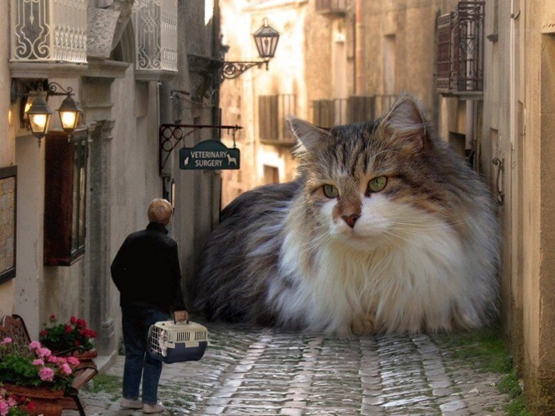 giant cat in alleyway