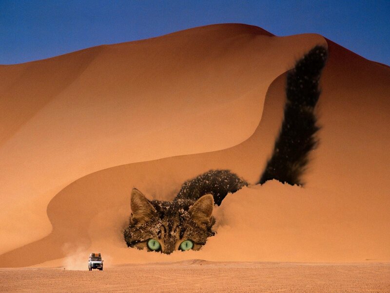 Giant Cat in Desert