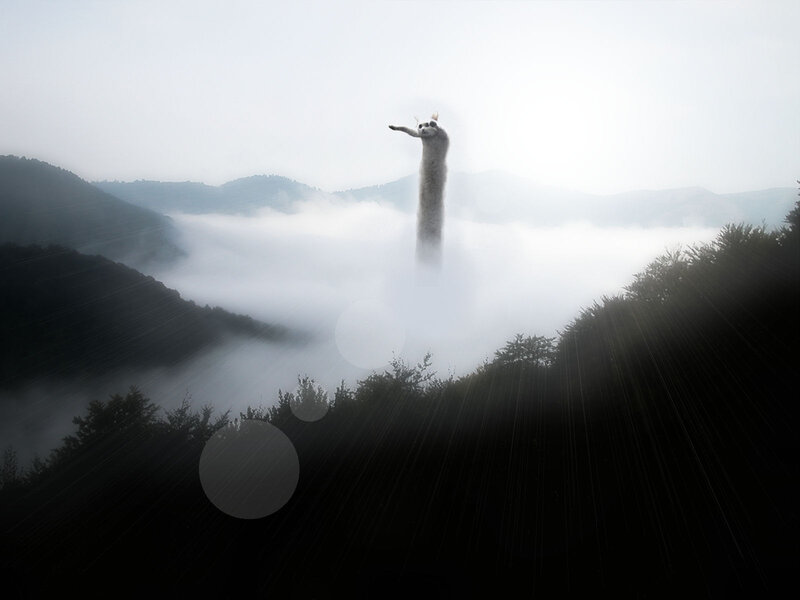 giant cat in misty mountains