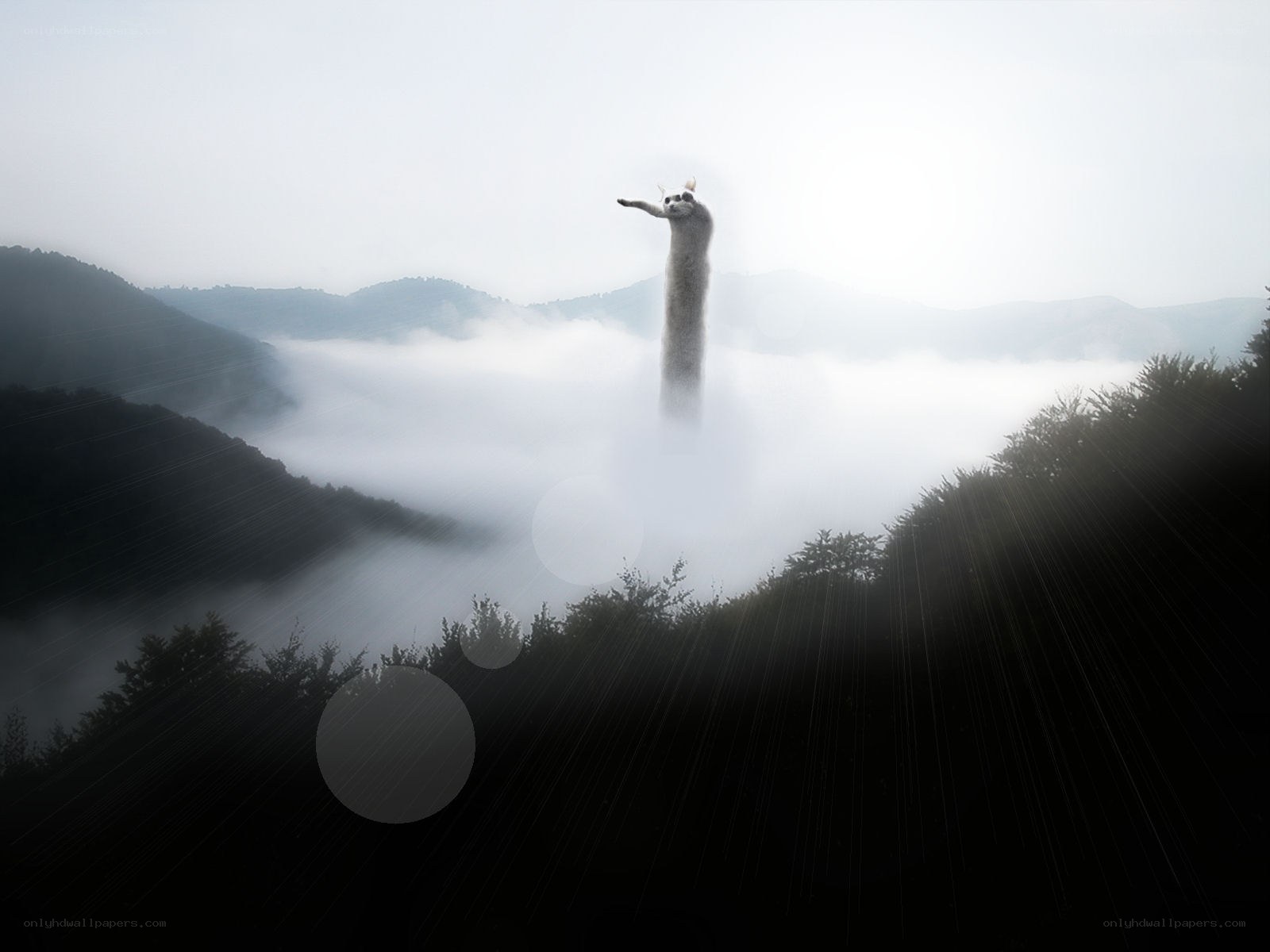 giant cat in misty mountains