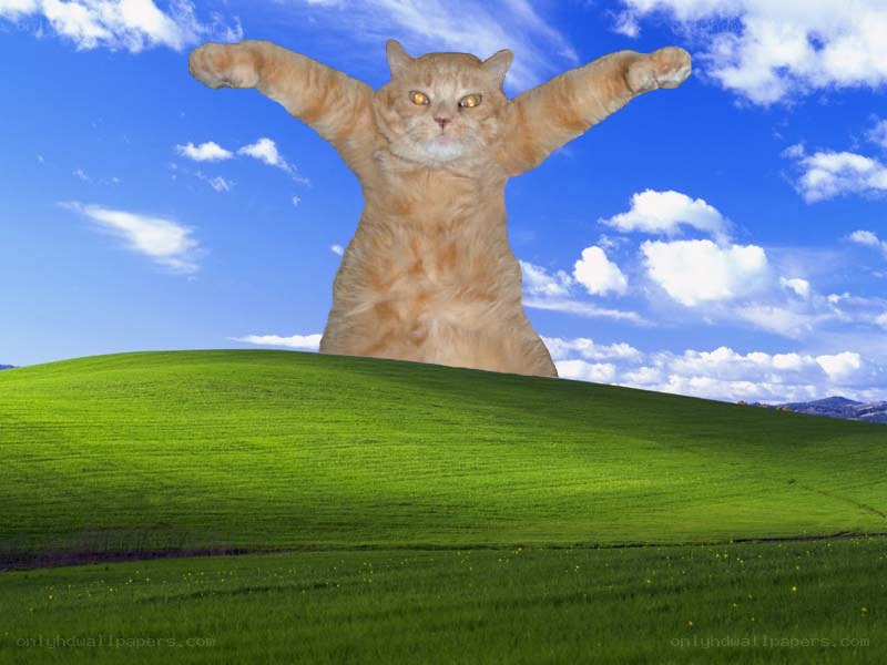 giant cat on a hill
