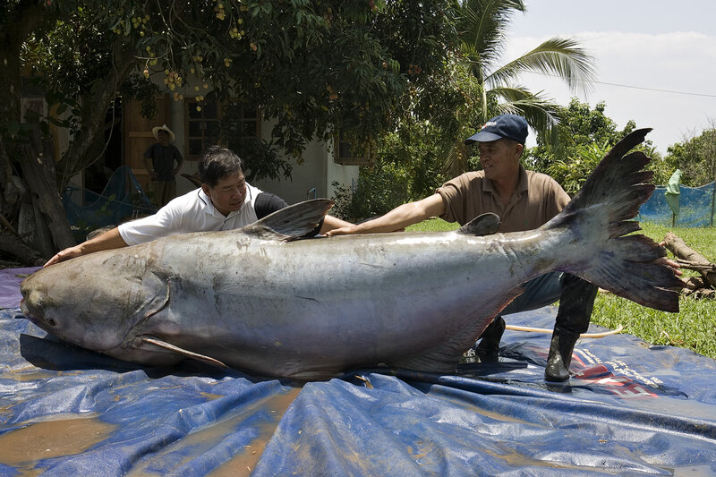 Giant Catfish on Tarp