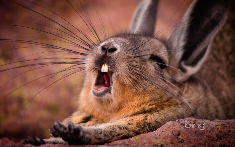 Giant Chinchilla Rabbit — Brown, Alert