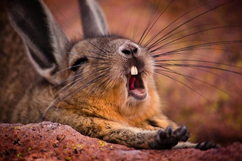 Giant Chinchilla Rabbit