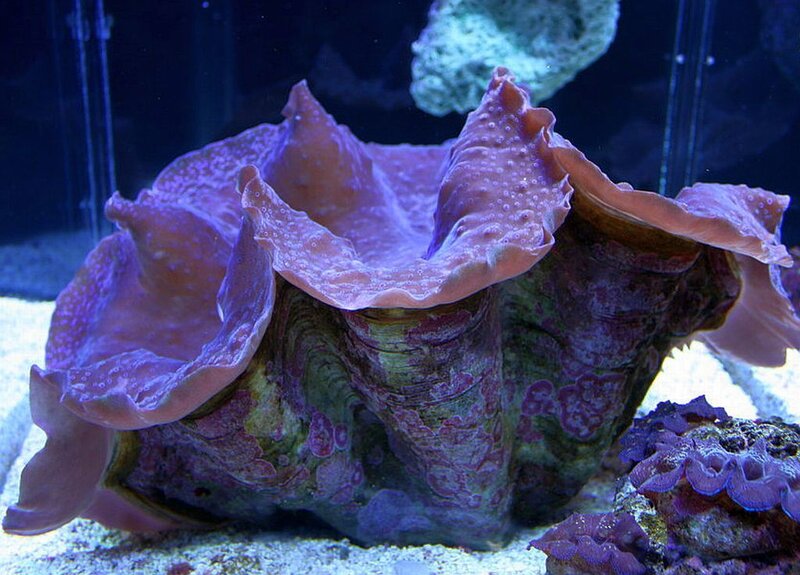 Giant Clam in Aquarium