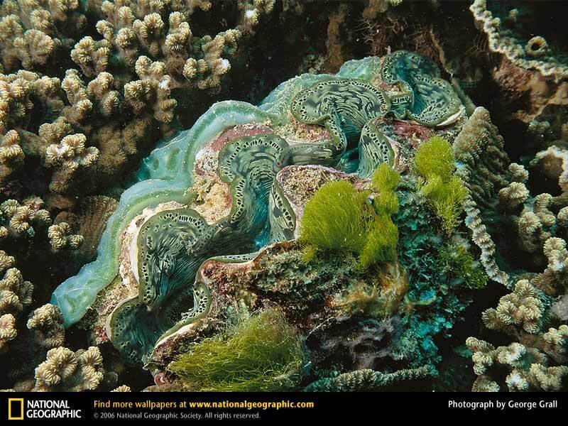 Giant clam on coral reef