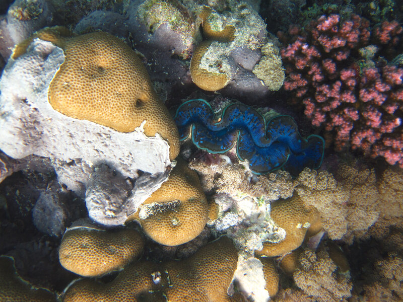 Giant Clam on Coral Reef — Blue