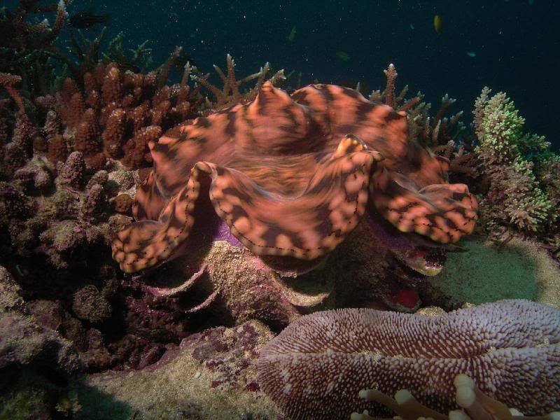 Giant Clam on Coral Reef — Brown