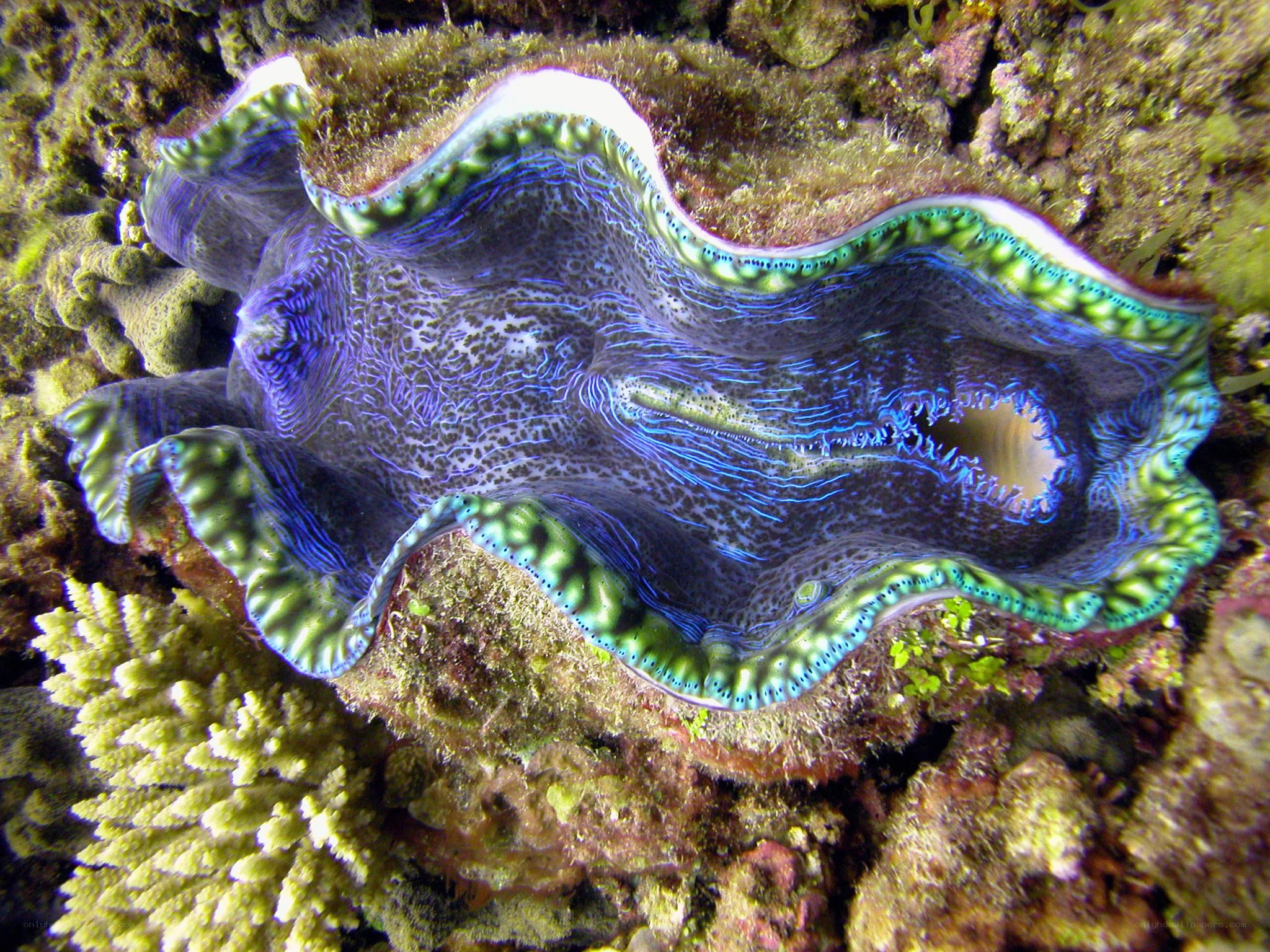 Giant clam on coral reef