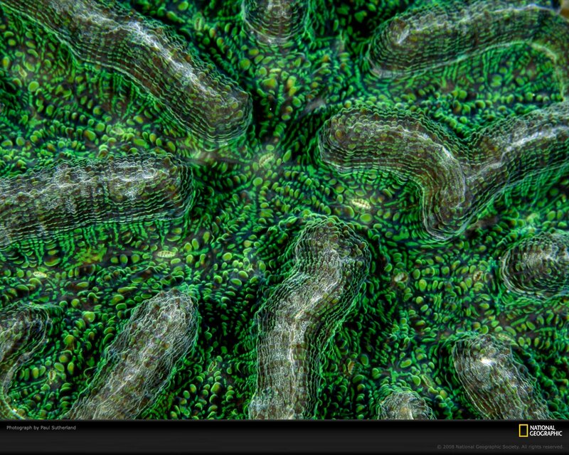 Giant Clam Polyps