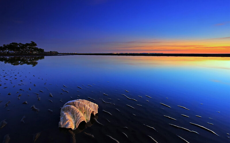 Giant Clam Shell on Beach