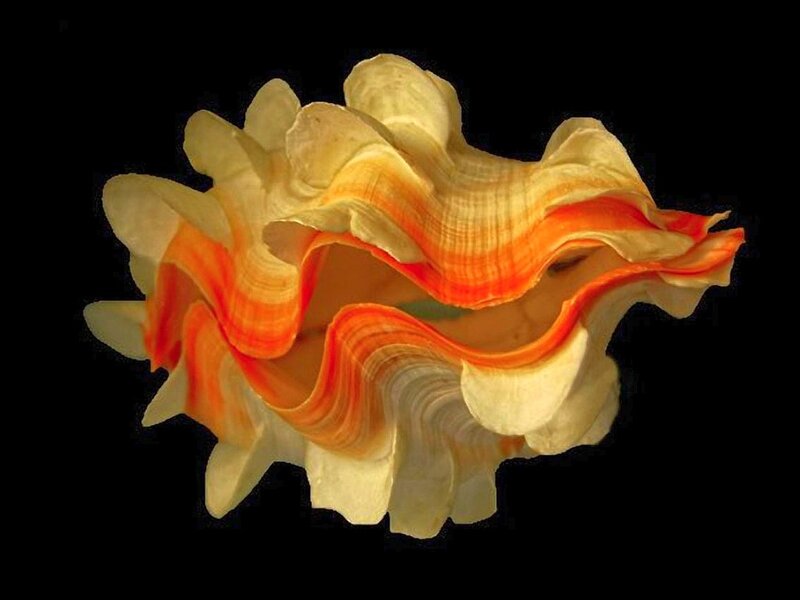 Giant Clam Shell