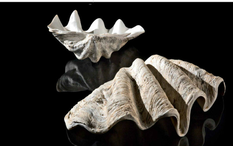 Giant Clam Shells