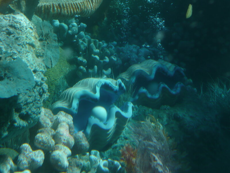 giant clams on coral reef