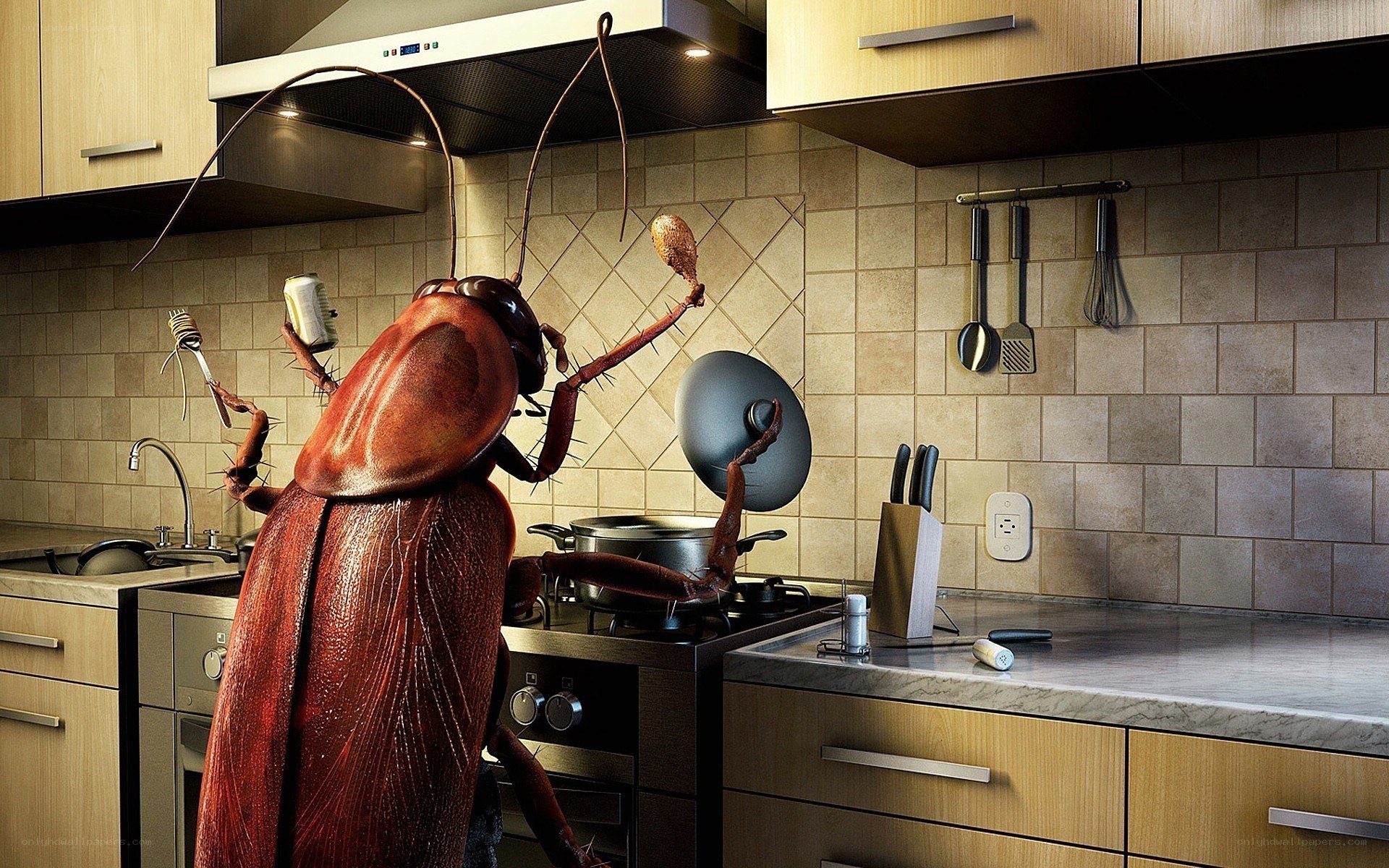 giant cockroach in kitchen