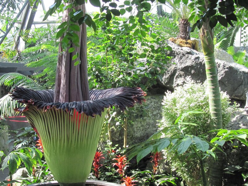 Giant Corpse Flower — Green